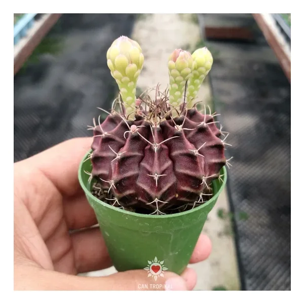 cantropikal Gymnocalycium Koyu Bordo BeyazPembe Çiçek Açan Kaktüs Sukulent