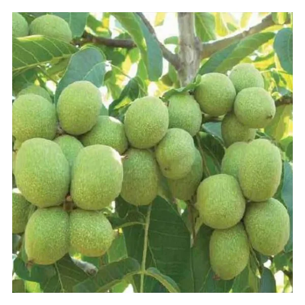 Aşılı Kaman Cevizi Fidanı, Torbada