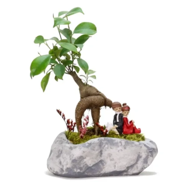 Pisagor Mini Ficus Bonsai Ve Sırt Sırta Sevgililer