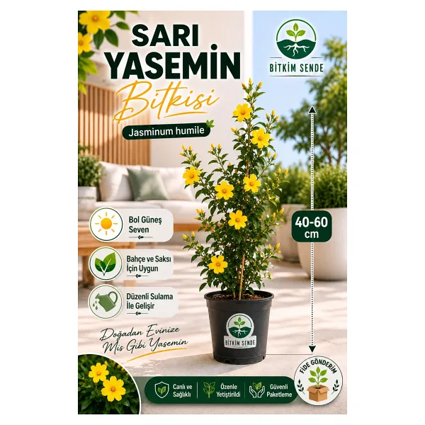 Bitkim Sende Sarı Renkli Yasemin Çiçeği Fidanı 1 Adet 40-60cm Saksılı Sarmaşık Bitki