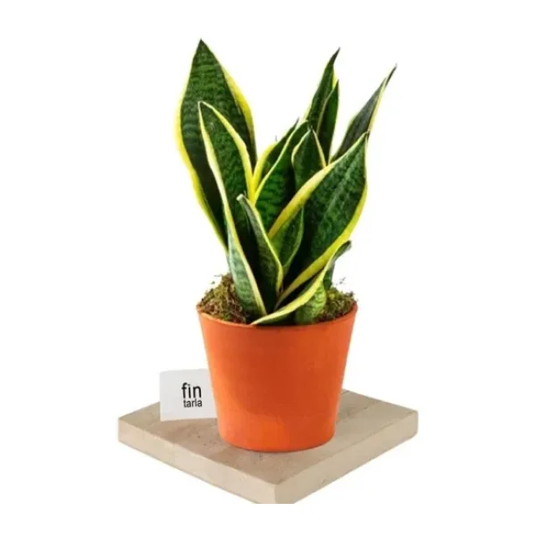 Sarı Çizgili Sansevieria Paşa Peygamber Kılıcı Çiçeği 10-20 Cm