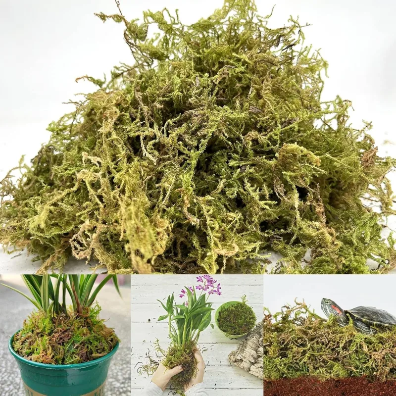 bitkicim Canlı Sphagnum Peat Moss 1lt. Orkide Toprağı (SPAGNUM YOSUNU) 1.kalite Yesil