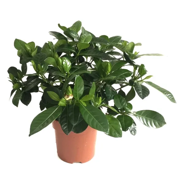 Gardenia Jasminoides Gardenya Çiçeği