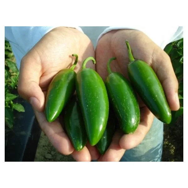 KIRMIZI JALAPENO BİBER