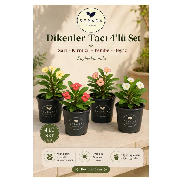 serada decor & plant Videolu 4'lü Dikenler Tacı Çiçeği(SARI-KIRMIZI-PEMBE-BEYAZ)10-15 Cm Tüplü Çiçekli Euphorbia Milii