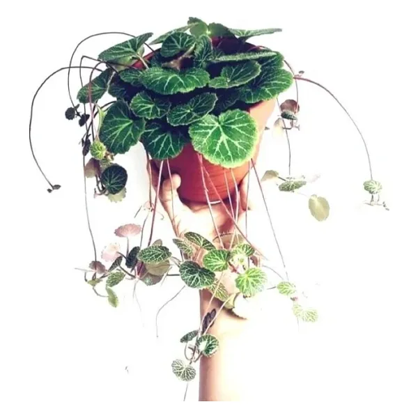TNC Garden Groups Gelin Teli Çiçeği - Begonia Saxifraga (Askılı Saksıda)
