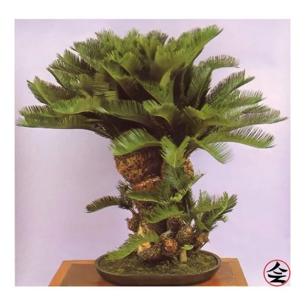Bodur Bonsai Palmiye Ağacı Tohum 3 Tohum +Saksı+Toprak+Hediye Toh