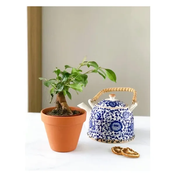 BONSAİ FİCUS GİNSENG