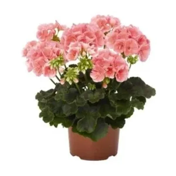 Açık Pembe Sardunya Çiçeği Fidesi 10-20 cm