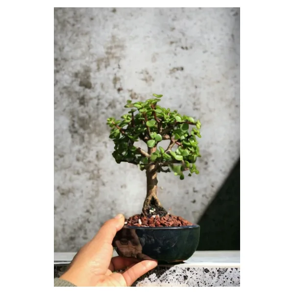 Bonsai Para Ağacı Dekoratif Saksıda