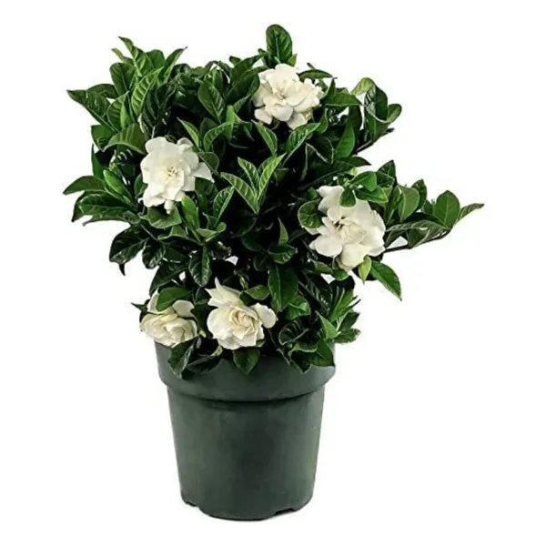 Bitkim Sende Videolu 1. Kalite Özel Kokulu 1 Adet Gardenya Çiçeği Saksılı 30-40cm (GARDENİA FLOWER)