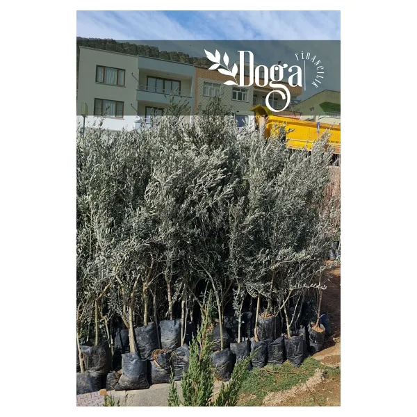 DOĞA FİDANCILIK 1.5 Metre Aşılı Gemlik Trilye Zeytin Fidanı 5 Yaş