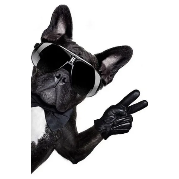 Gözlüklü Cool Pugg Sticker Motor, Araçetiket Araba Sticker 19cm