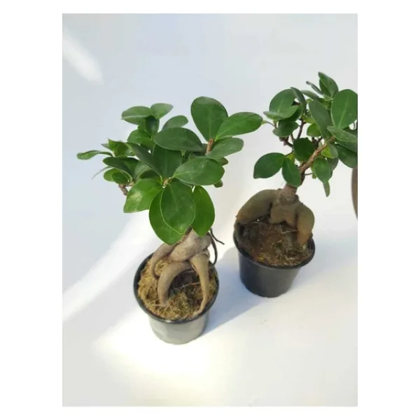 Stanova Bonsai Ficus Ginseng 18 Cm