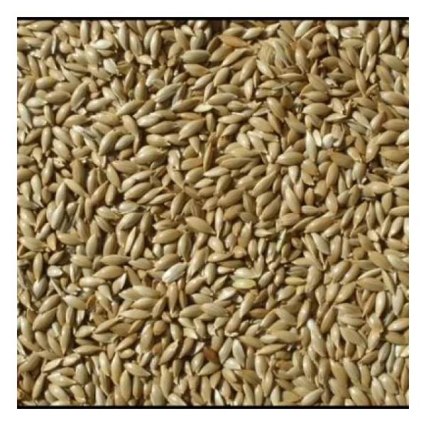 Kanarya Yemi Aspur Sade Açık Lüx 1 Kg