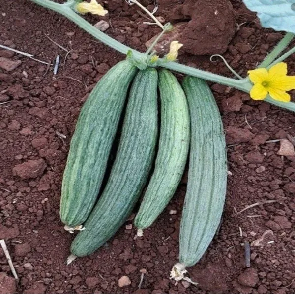 E-fidancım Black Kantarcı Acur Tohumu (50 Adet)
