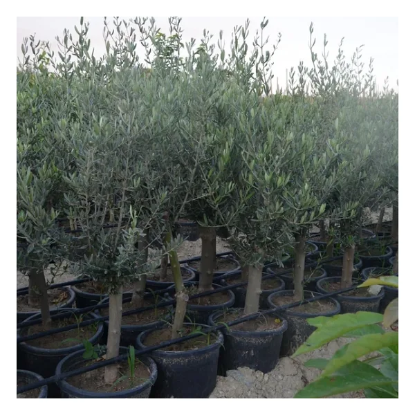 SAKSIDA YARI BODUR 7-10 KUTUR GEMLİK ZEYTİN FİDANI 4-5 YAŞ 50-70 CM BOY