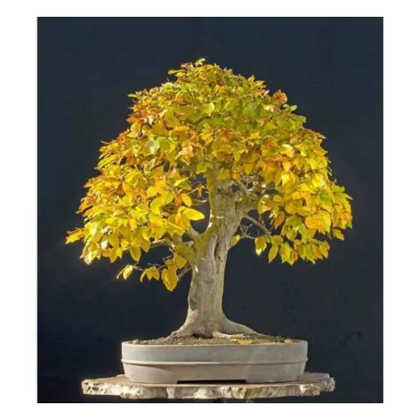 Bodur Bonsai Sarı Alıç Ağacı Tohumu 10 Tohum + Hediye Tohum
