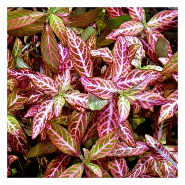 Kolay Akvaryum Zemin Bitkisi - Canlı Hygrophila Polysperma Rosanervig