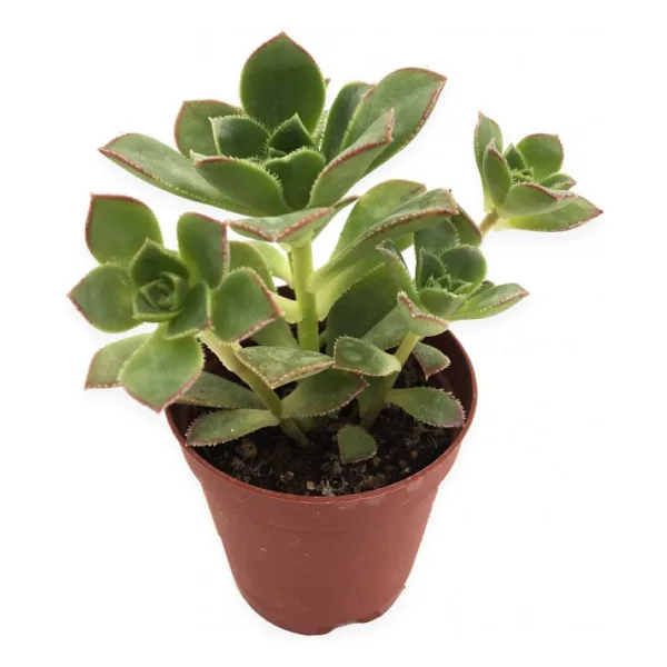 AEONİUM HAWORTHİİ SUKULENT 5,5CM SAKSIDA
