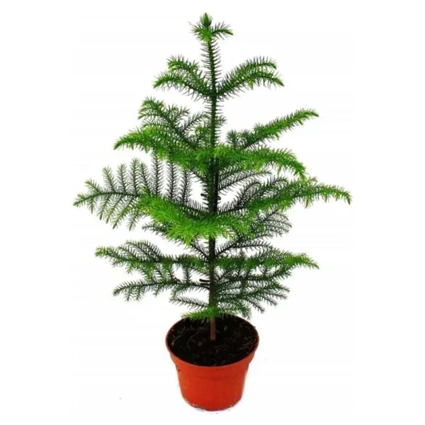 Berceste Peyzaj tasarım Salon Çamı Arokarya Araucaria 50 60 cm Ev Bitkisi Ofis Bitkisi Salon Bitkisi Çam Ağacı Iç Mekan Çam