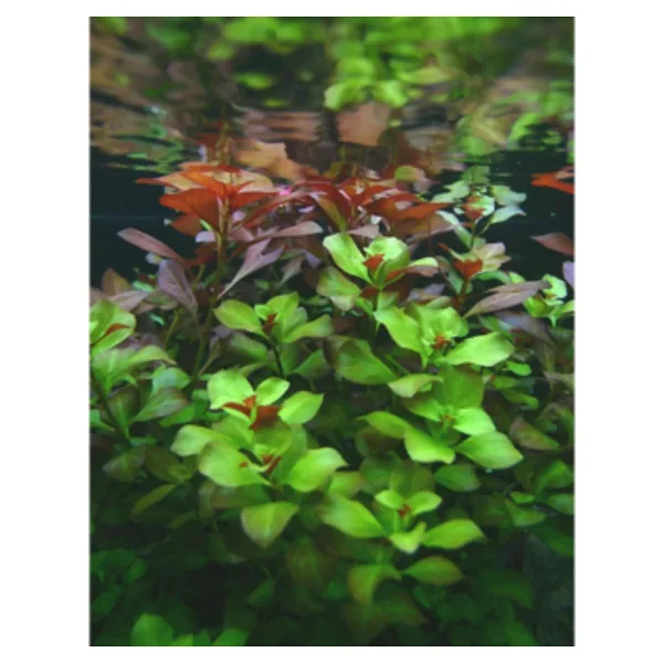 Ludwigia Green 5 Dal Kusursuz Form Akvaryum Bitkisi Canlı Bitki