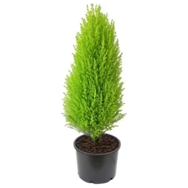 Limoni Servi Çam Fidanı Limon Kokulu Çam Fidanı 30-50 Cm