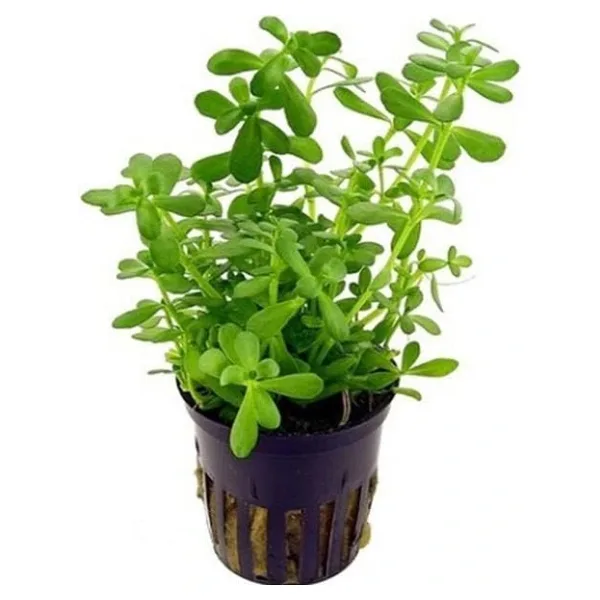 Bacopa monnieri SAKSI Canlı Bitki