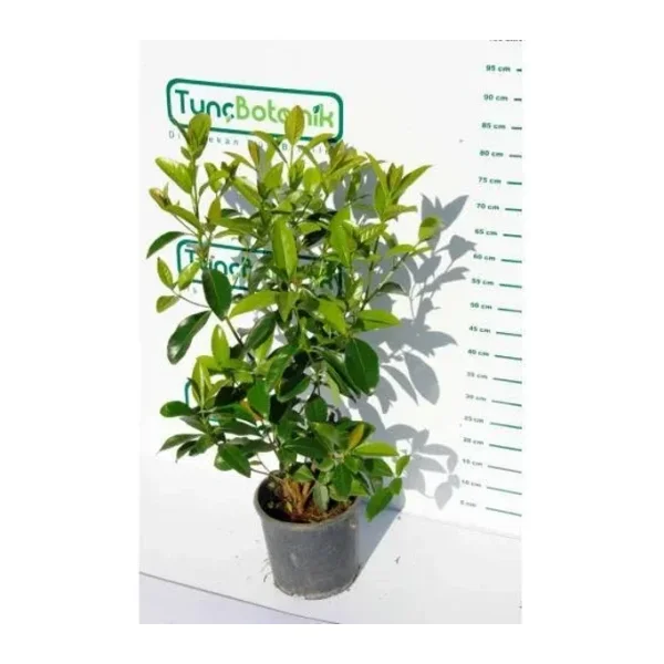 KARTOPU LUCİDUM - 1 METRE ÇİT BİTKİSİ