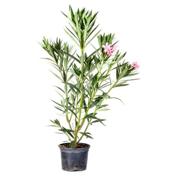 Gardenbox Kampanyalı Zakkum Fidanı Pembe 1 Adet Saksılı/tüplü (70-100cm) Dış Mekan (oleander)